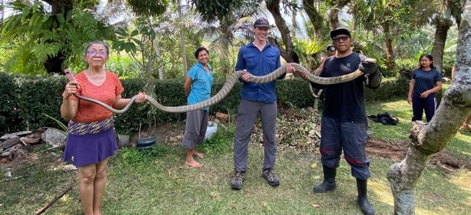  Yayasan Reptil Asih Tabanan saat mengevakuasi ular king kobra di Desa Batu Aji, Kecamatan Kerambitan, Tabanan, Bali, Senin (28/9). (FOTO dari Yayasan Reptil Asih Tabanan). - IST