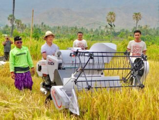 Wabup Supriatna pada panen bersama padi Bridantara 8 di lahan seluas lima hektare milik Pemerintah Kabupaten Buleleng, tepatnya di Balai Benih Grokgak, Desa Sangalangit, Kecamatan Gerokgak, Selasa (27/10) - IST