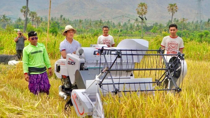 Wabup Supriatna pada panen bersama padi Bridantara 8 di lahan seluas lima hektare milik Pemerintah Kabupaten Buleleng, tepatnya di Balai Benih Grokgak, Desa Sangalangit, Kecamatan Gerokgak, Selasa (27/10) - IST