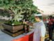 Bupati Wayan Adi Arnawa saat Kontes dan Pameran Nasional Pesona Bonsai dan Suiseki Badung 2026 di Lapangan Balai Budaya Giri Nata Mandala, Puspem Kabupaten Badung, Rabu (21/10) - IST